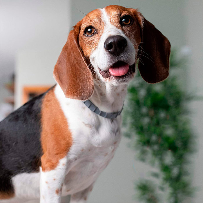 AnimalProtect, collare antipulci e antizecche per cani - Image 5