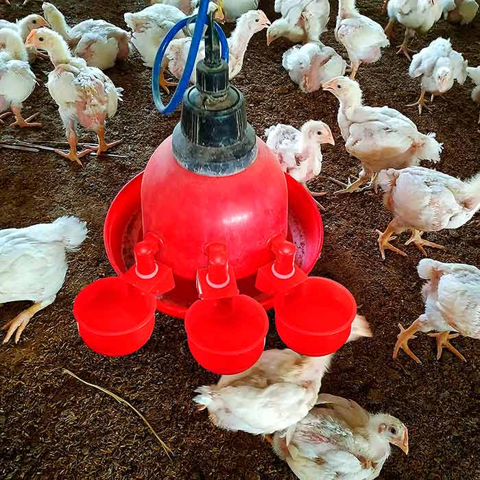 ChickenBowl, abbeveratoio per galline e altro pollame (6 pezzi) - Image 6