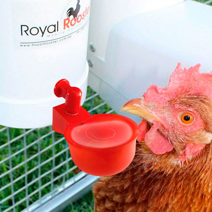 ChickenBowl, abbeveratoio per galline e altro pollame (6 pezzi) - Image 9