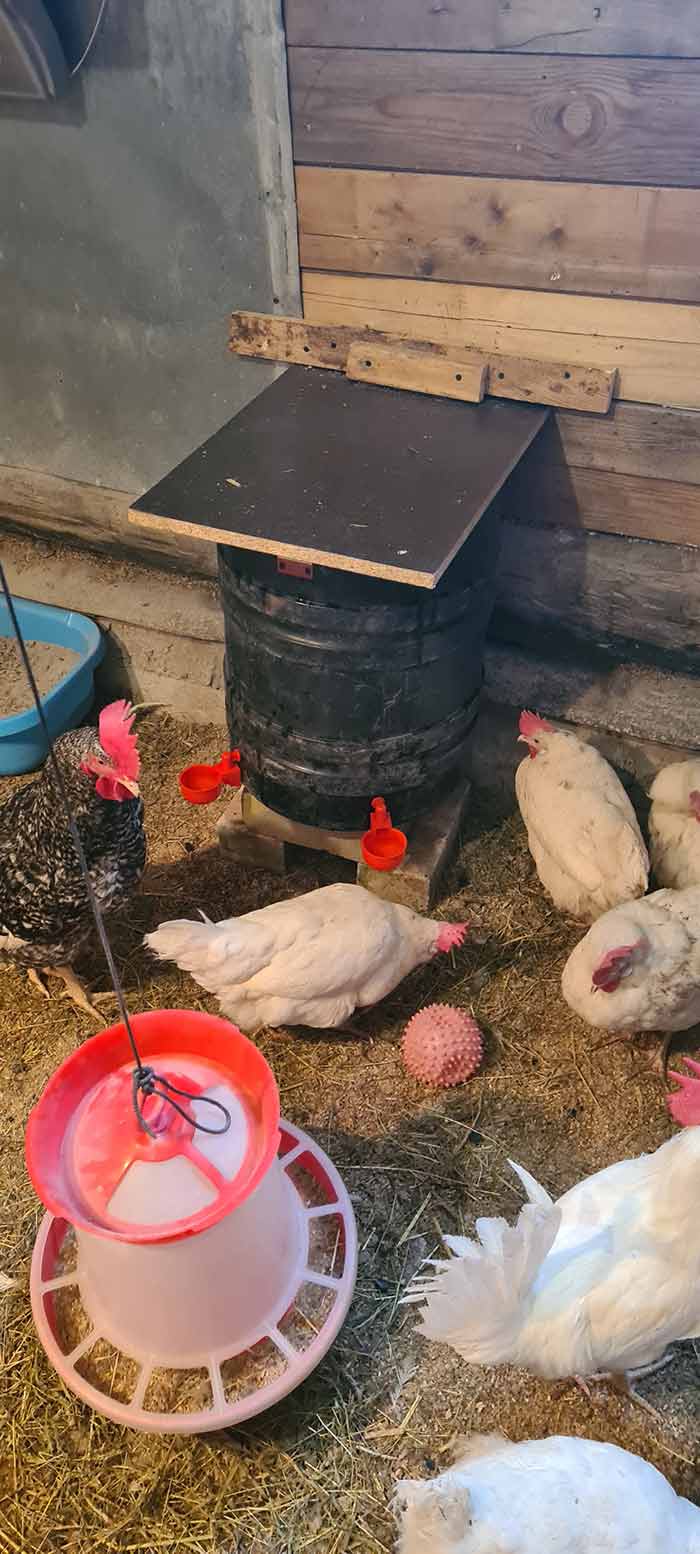 ChickenBowl, abbeveratoio per galline e altro pollame (6 pezzi) - Image 10