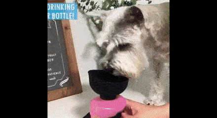 Borraccia per cani, DOGBOTTLE - Image 5