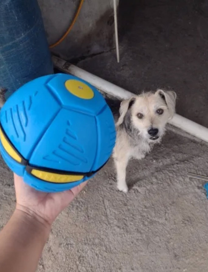 DiskBall, un giocattolo per cani che è sia un frisbee che una palla - Image 9