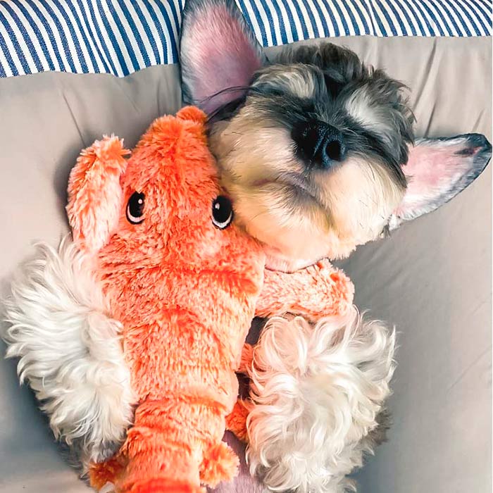 LobsterToy, un giocattolo interattivo per animali domestici a forma di aragosta - Image 3