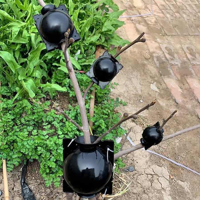 RootBall, uno strumento per clonare piante di successo (2 pz.) - Image 2