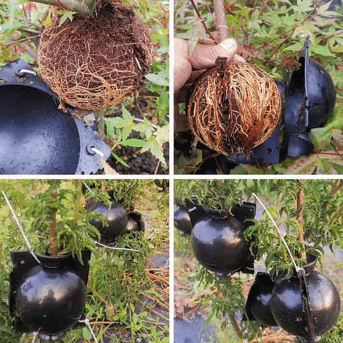 RootBall, uno strumento per clonare piante di successo (2 pz.) - Image 5