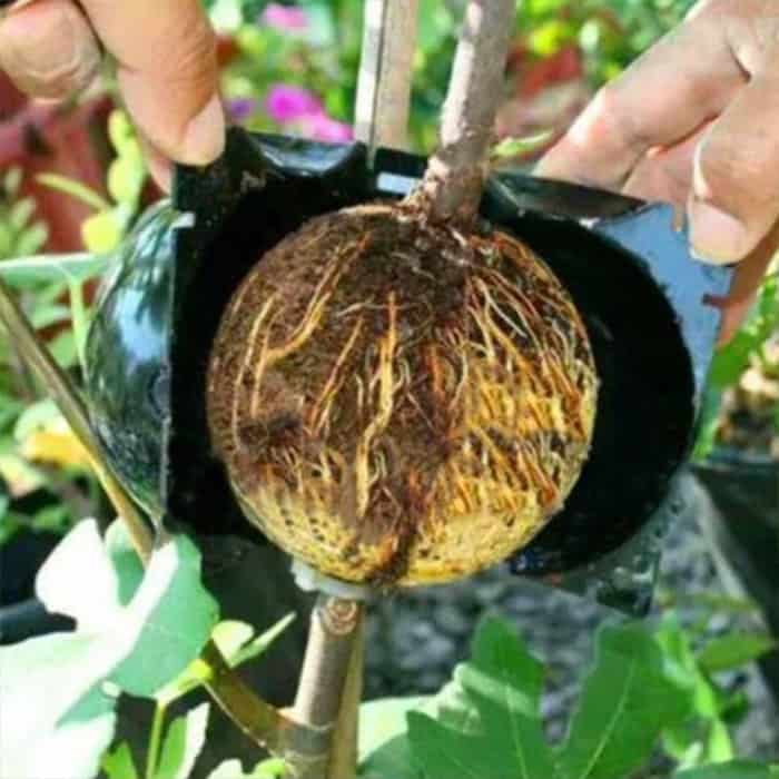 RootBall, uno strumento per clonare piante di successo (2 pz.) - Image 6