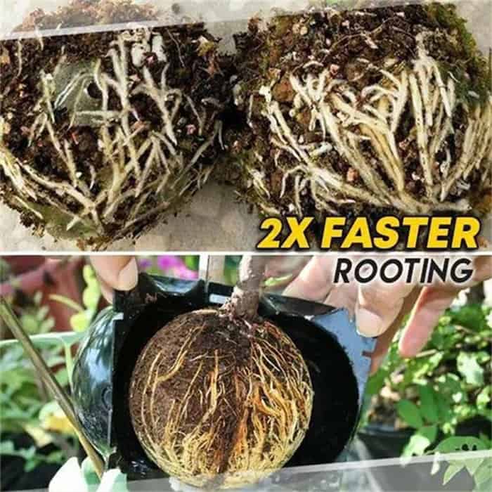 RootBall, uno strumento per clonare piante di successo (2 pz.) - Image 8