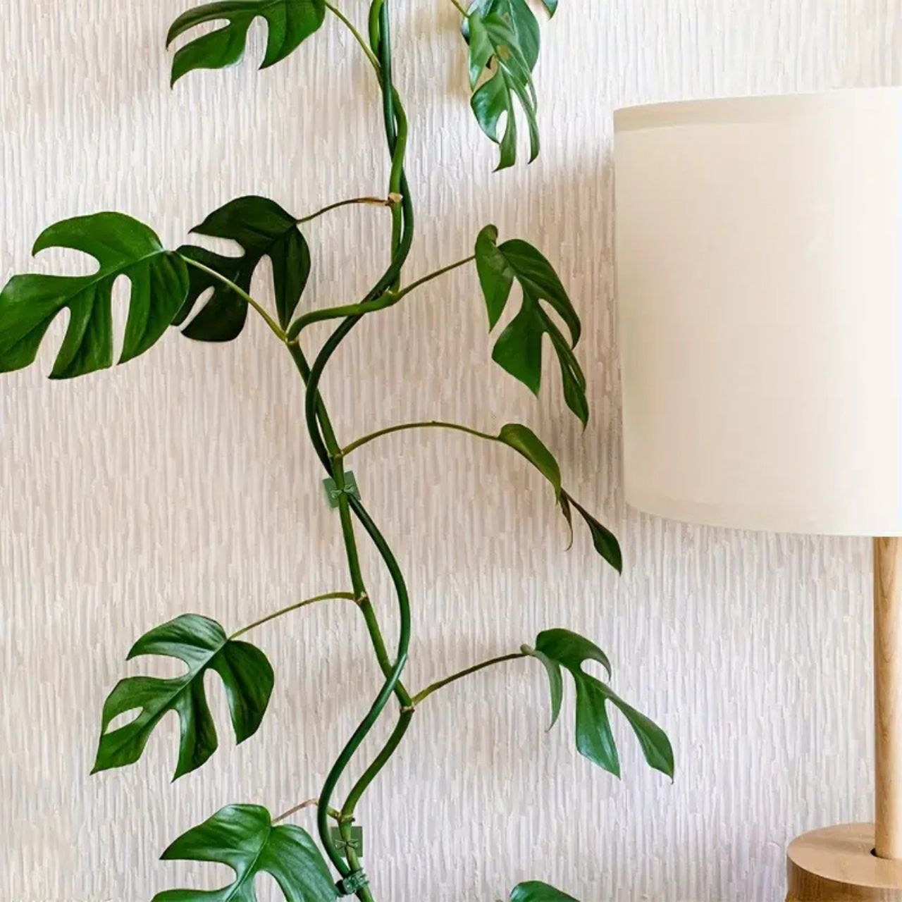 Vines, supporti per piante autoadesivi e rampicanti (100 pezzi) - Image 8